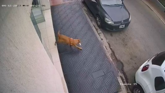 Un perro entró a un local de ropa y se robó una pantufla