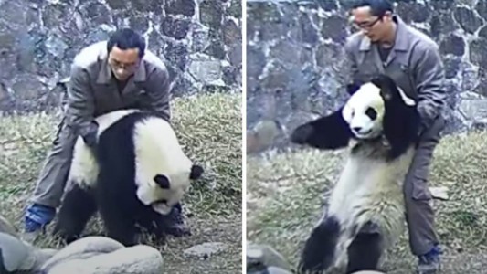 Maniobra Heimlich al panda: la reacción exacta del cuidador - #FlashChat