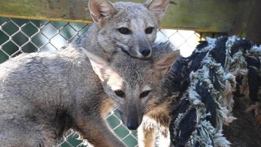Dos zorros grises pampeanos vuelven a su hábitat: los habían rescatado de una trampera