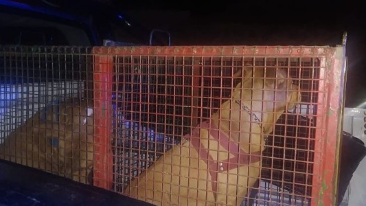 Horror en La Falda: dos pitbull se metieron en el patio de su casa, la atacaron y quedó en terapia intensiva