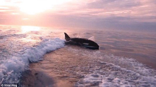 Pescadores filman momento en el que son perseguidos por 30 orcas