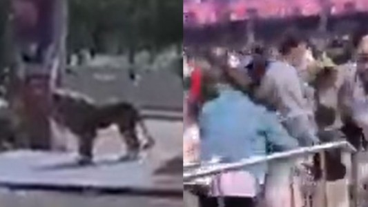 Leones escaparon de un circo en China y atemorizaron a la población