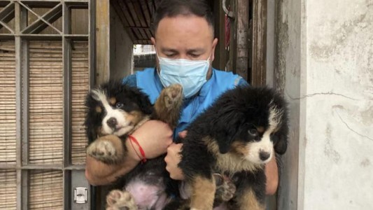 Detuvieron al responsable de un criadero ilegal y rescataron 17 perros en Nueva Pompeya