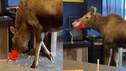 Alce pochoclero: entró al cine, comió golosinas y se fue - #Flashchat