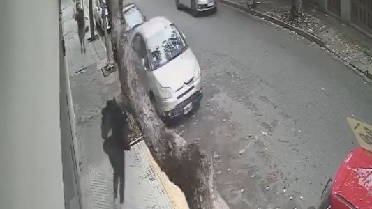 Caminaba por la vereda y se le cayó un árbol encima