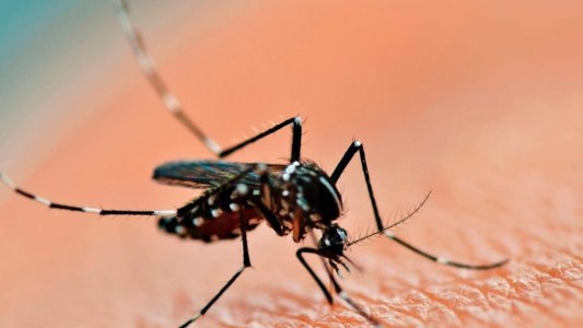 La ANMAT aprobó la vacuna contra el dengue para las personas mayores de 4 años