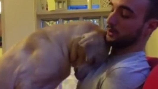 Video: el perrito arrepentido más tierno del mundo