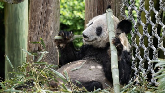 Después de 20 años, EEUU devolvió la panda Ya Ya a China - #Flashchat