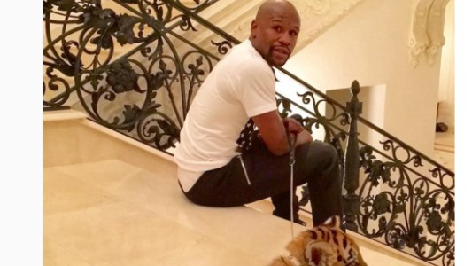 La feroz mascota que le regalaron a Mayweather