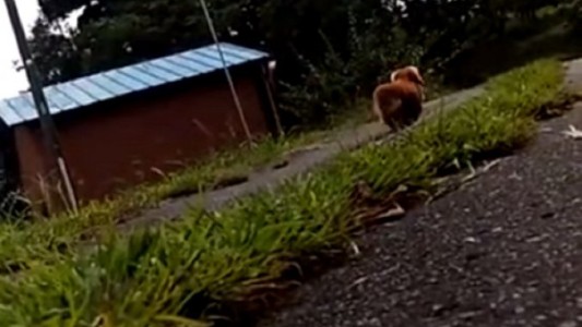 Fingió que se desmayó para ver qué hacía su perro y se llevó una sorpresa