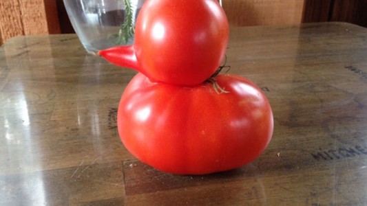 Encontró un tomate con forma de pato en su jardín