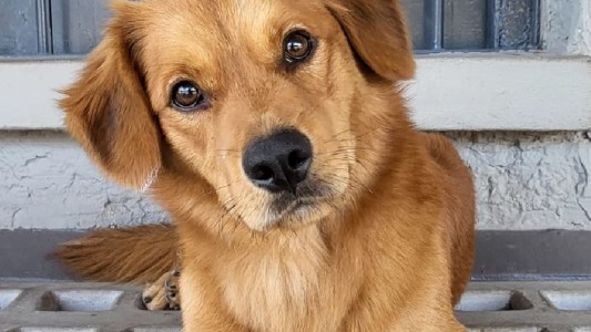 Turrón, el "perroviario" de Trenes Argentinos