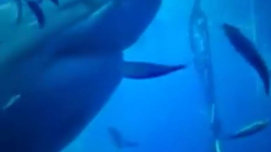 Expertos filmaron al tiburón blanco más grande del mundo