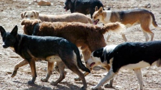 Cuatro perros atacaron a una nena en un cumpleaños: sacrificaron a los animales