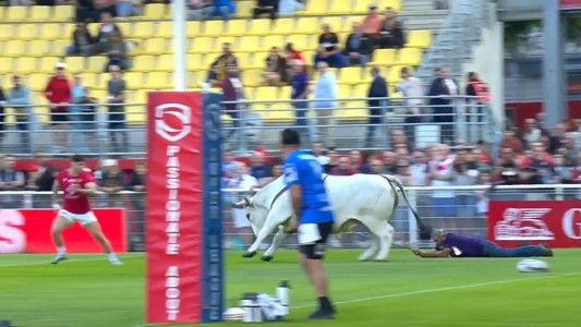 Un toro interrumpió un partido de rugby: arrastró a su dueño varios metros