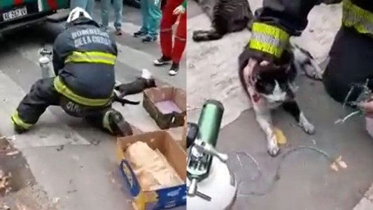 Bomberos rescataron dos gatitos de un incendio y los reanimaron con oxígeno