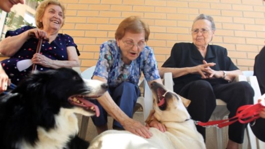 Se podrá tener mascotas en los geriátricos de CABA: qué establece la nueva ley