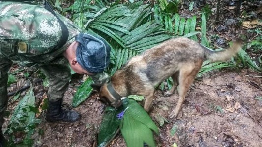Rescataron a cuatro niños perdidos durante 17 días en la selva colombiana tras accidente de avioneta