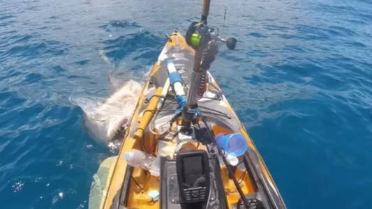 Video: el ataque de un tiburón tigre a un pescador de Hawái