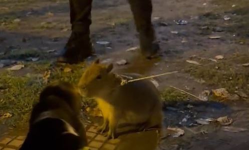 Paseó un carpincho por una plaza como si se tratara de un perro