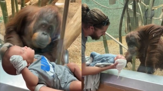 Amber, un amor: la orangutana fan de los más chicos - #FlashChat