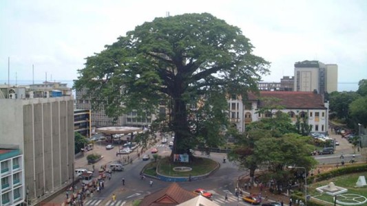 El emblemático "Árbol de Algodón" de Sierra Leona resultó destrozado por una fuerte tormenta