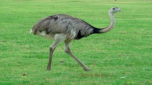 Condenaron a dos hombres por cazar ñandúes, animales de captura prohibida