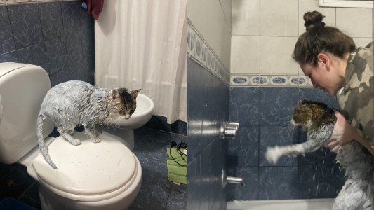 El viral del gato que se metió en un balde de pintura: "Le voy a cambiar el nombre a Picasso"