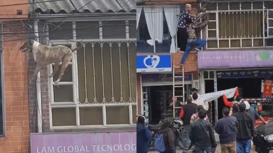 Un balcón, un perro y un gato: el insólito salvataje de los vecinos - #FlashChat