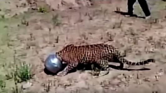 Un leopardo se atascó en un recipiente al querer beber agua