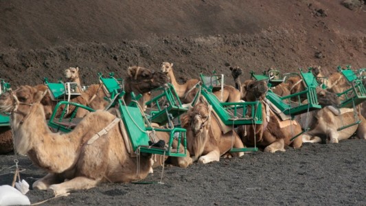 Camellos de Lanzarote: piden acabar con el maltrato animal en uno de los mejores paisajes de España - #FlashChat