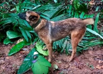 El ejército colombiano ahora busca a Wilson, perro clave en el rescate de los niños en la selva