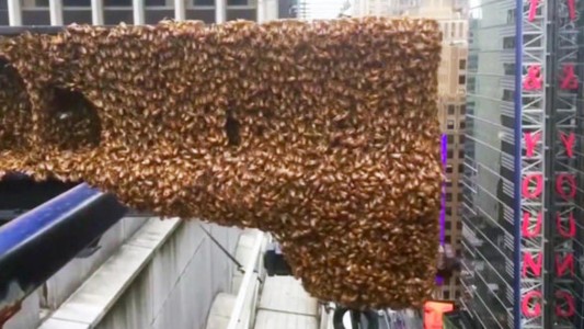 Abejas en Nueva York: el insólito lugar que eligieron para su panal - #FlashChat