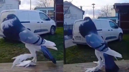 Era una buchona: la verdad detrás de la "paloma mutante" viral - #FlashChat