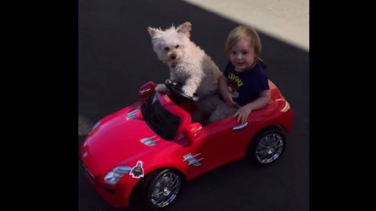 Ella es Daisy, la perra conductora que es furor en redes