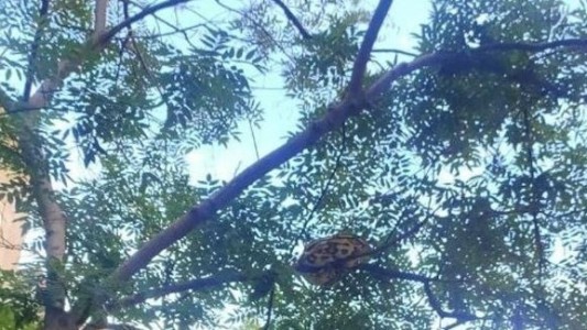 Bomberos rescataron una pitón de 15 kilos que estaba atrapada en una árbol de Barcelona