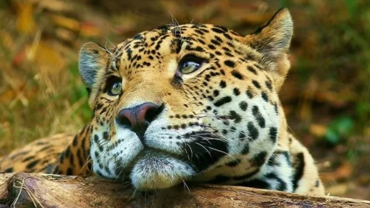 Caza ilegal: deberá pagar 3,7 millones de pesos por matar a un yaguareté en Formosa