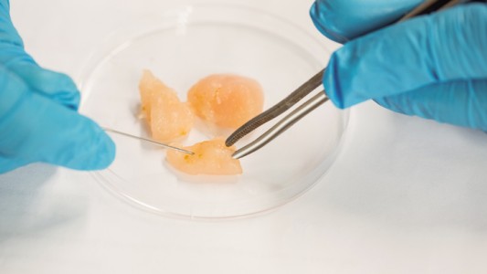 Estados Unidos permite la venta de carne de pollo creada en laboratorio