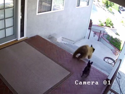 Una perrita guardiana que no teme enfrentar a dos osos