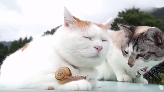 El video más tierno del mundo está protagonizado por dos gatos y ... ¡un caracol!
