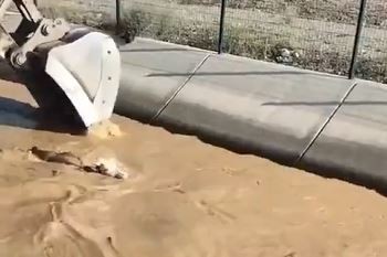 Impactante rescate en Turquía: salvó a una vaca de ahogarse con una excavadora