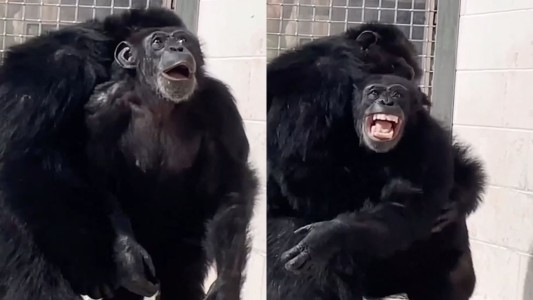La emocionante reacción de un chimpancé enjaulado que vio el cielo por primera vez