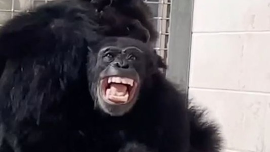 La conmovedora historia de Vainilla, la chimpancé que se emocionó al ver el cielo por primera vez