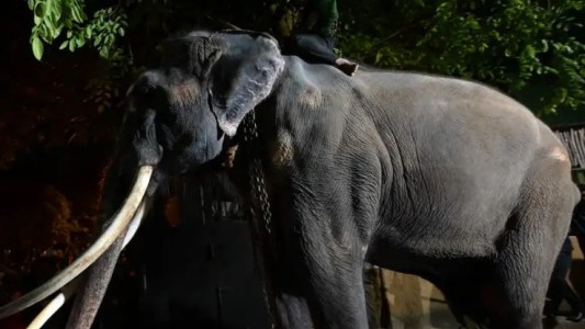 Regresan un elefante a Tailandia por acusaciones de maltrato en Sri Lanka