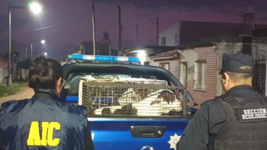 Detuvieron al dueño de los pitbulls que atacaron a una beba y a su abuela