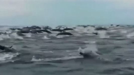 Video: la emoción de turistas rodeados por cientos de delfines en Costa Rica