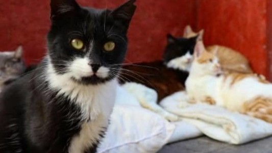 Coronavirus felino: alertan sobre un virus que está causando la muerte de decenas de miles gatos en Chipre