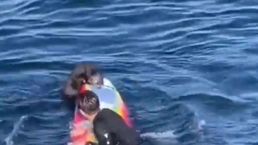 Nutrias marinas atacaron a surfistas para robarles sus tablas