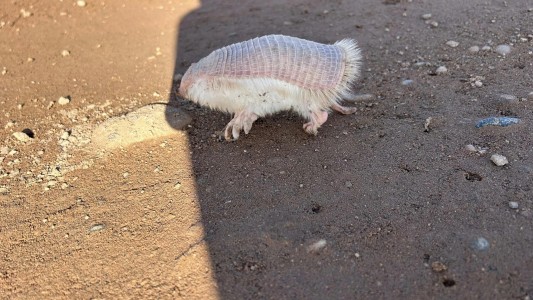 "Soy muy afortunado": iba caminando y se topó con un raro animal en peligro de extinción