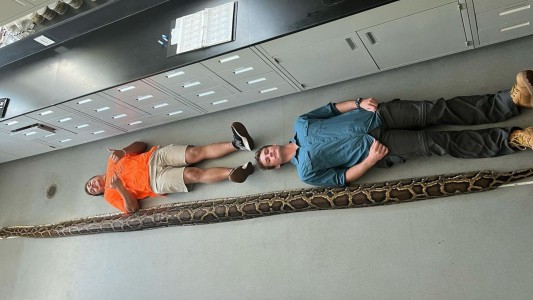 Estados Unidos: impresionante operativo para atrapar una pitón de casi 6 metros - #Flashchat